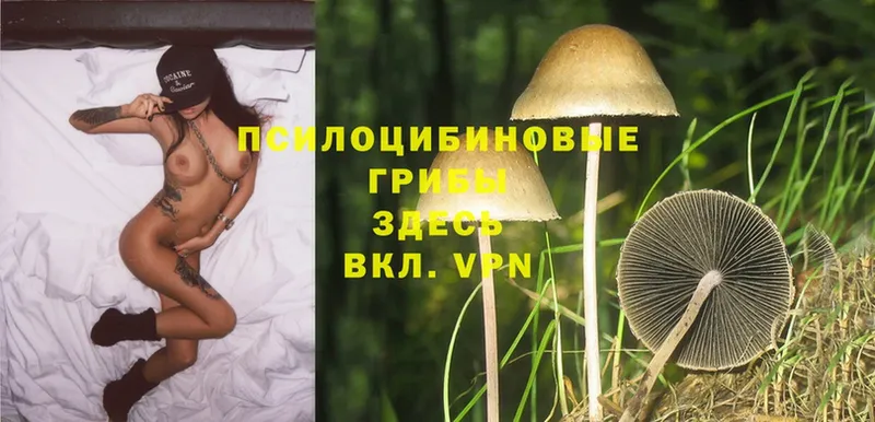 Галлюциногенные грибы Psilocybine cubensis  Сортавала 